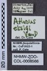 Etiketten zu Athous essigi (NHMW-ZOO-COL-0008566)
